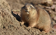 Black-tailed prairie dog (Cynomys ludovicianus)